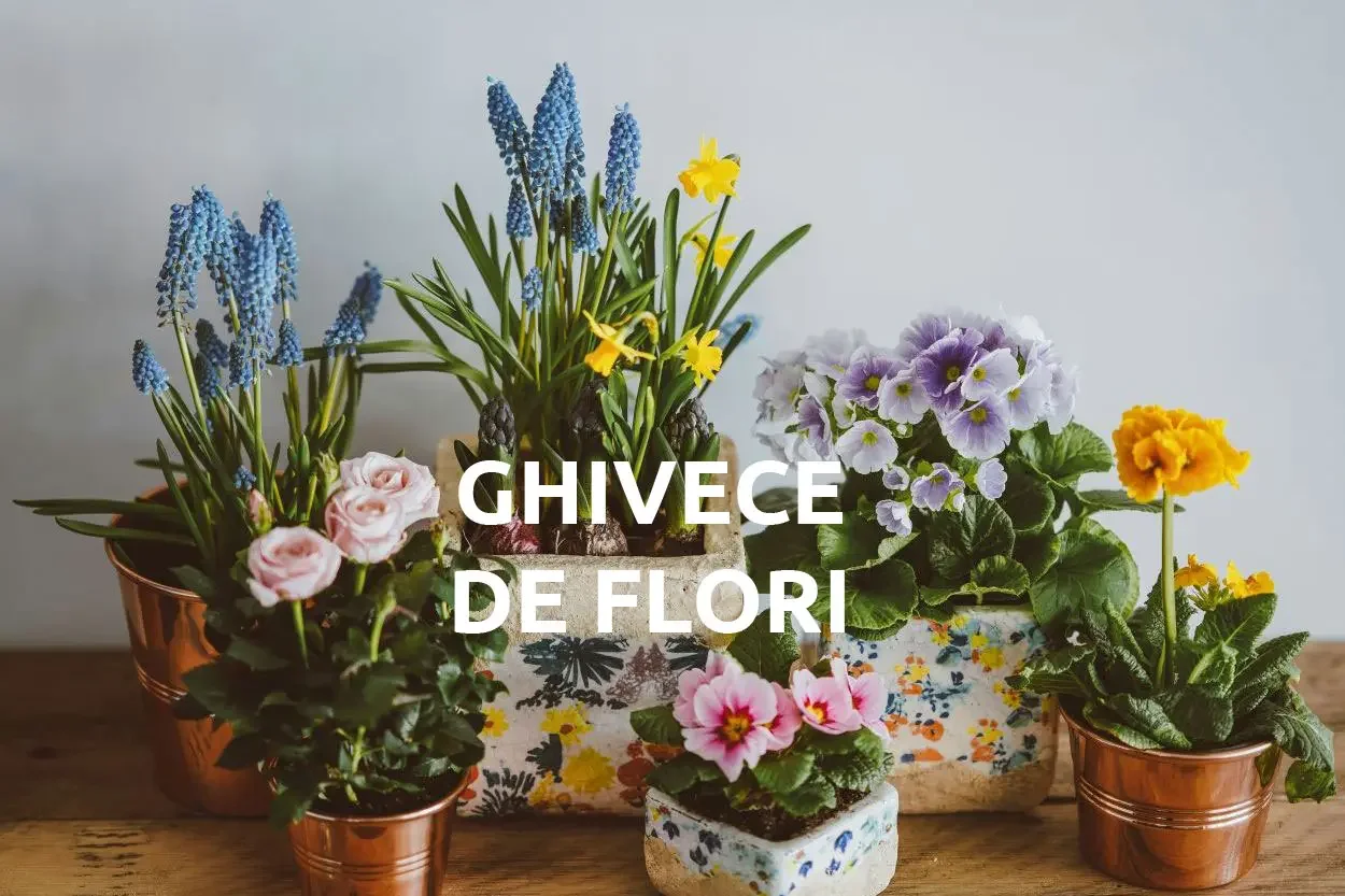 Ghivece de flori