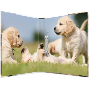 Herma Ringbuch A4 Karton 2D Hunde