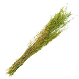 Clayre & Eef 5DF0016 Flori uscate 90 cm (50 gr) Verde