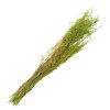 Clayre & Eef 5DF0016 Flori uscate 90 cm (50 gr) Verde