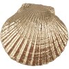 Clayre & Eef 65732 Mâner de ușă Shell 6x4x6 cm Poliresină aurie